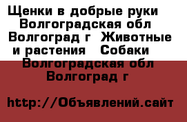 Щенки в добрые руки  - Волгоградская обл., Волгоград г. Животные и растения » Собаки   . Волгоградская обл.,Волгоград г.